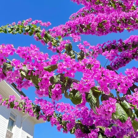 Szálloda Ikigai Rifat